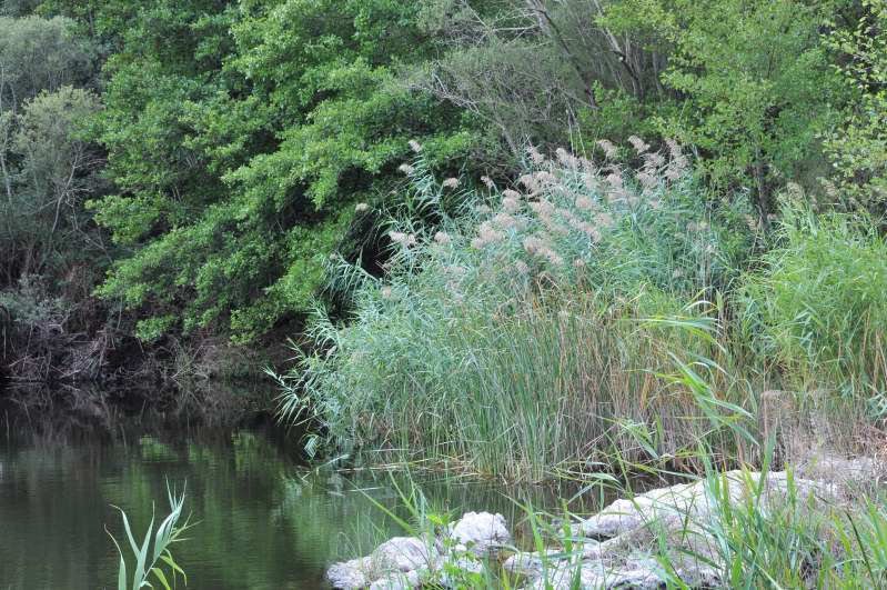 Canna palustre? - Phragmites australis